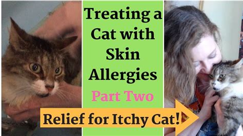 Relief For Itchy Cat Treating Skin Allergies Home Remedies Youtube