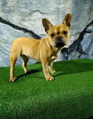 Available rescue french bulldogs and blog tips for your french bulldog. French Bulldog Puppy for Sale - Adoption, Rescue for Sale ...