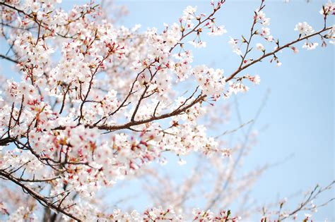 White Cherry Blossoms Tree Flowers Trees Blossoms Nature Hd