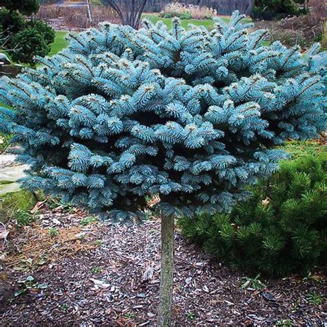 Globe Blue Spruce Tree Form Blue Spruce Tree Landscaping Plants