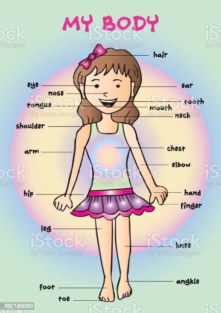 My Body Educational Info Graphic Chart For Kids Showing Parts Of Human