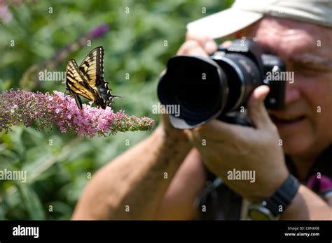Photographer Photographing An Eastern Tiger Swallowtail Papilio