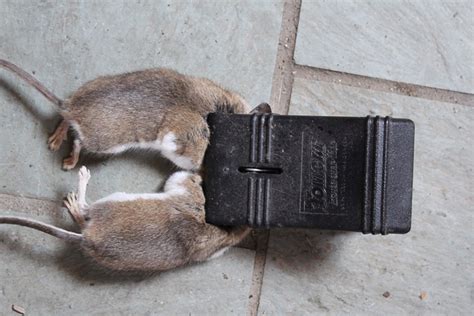 If you have caught a live rat, there are some issues you are going to have to consider before you proceed with any activity. The Best Mousetraps