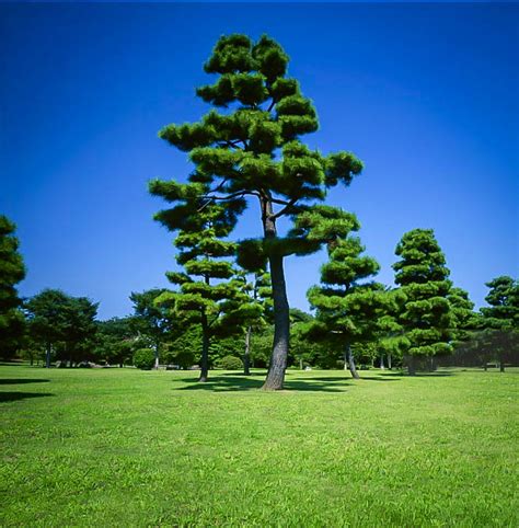 Japanese Black Pine Trees For Sale Online The Tree Center