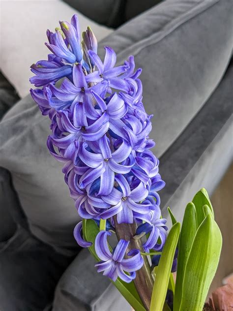 Hyacinth Flowers Blooming 4 By Brittany Goldwyn Live Creatively