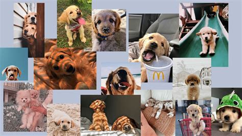Aesthetic Puppy Desktop Wallpaper Pets Lovers