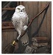 Hedwig Print — COLONEL TONY MOORE | Harry potter sketch, Harry potter ...