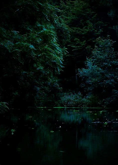 Enchanting Dark Forest Aesthetic