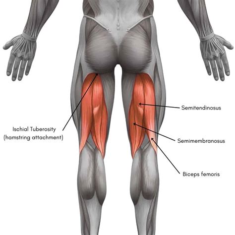 Proximal Hamstring Tendinopathy Explained By Physical Therapists