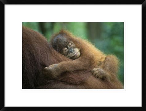 Global Gallery Sumatran Orangutan Two And A Half Year Old Baby Sleeping