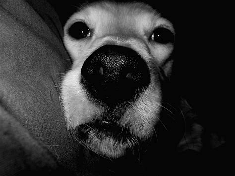 Dog Head Up Close Free Photo Download Freeimages