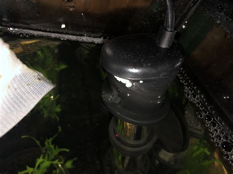 Mystery White Dots On My Shrimp Tank Heater Any Idea What They Are