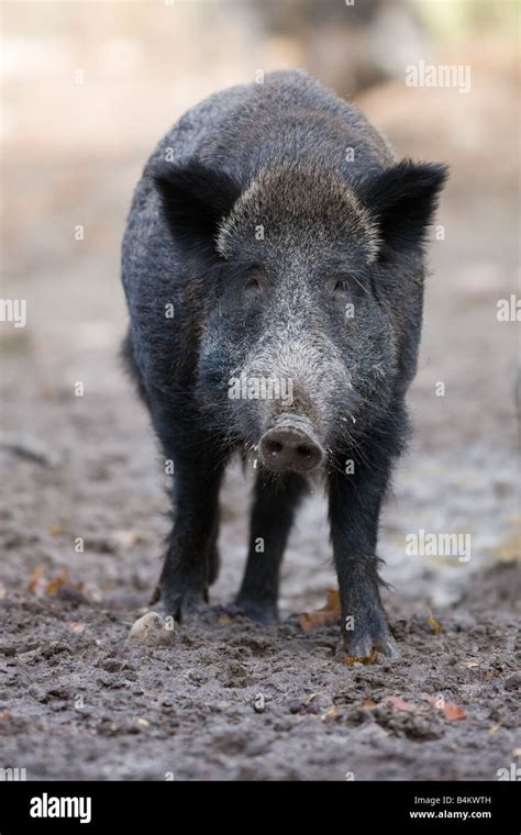 Female Wild Boar Sus Scrofa Hi Res Stock Photography And Images Alamy