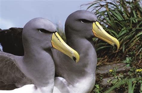 The Amazing Albatrosses Science Smithsonian Magazine