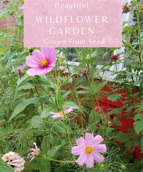 Wildflowers Were Grown In My Garden From Seed Two Summers Ago They
