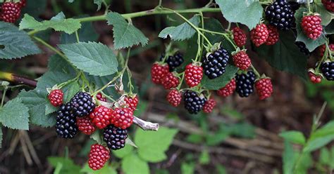 How To Plant And Grow Blackberry Bushes Gardeners Path