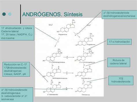 hormonas reproductivas estructura síntesis y degradación