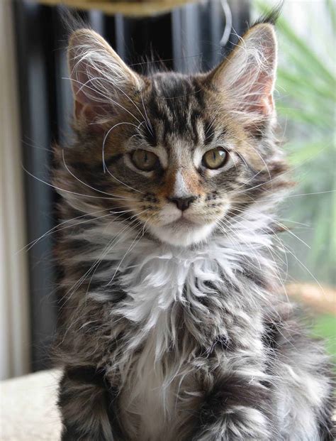 They're highly intelligent and trainable, according to the cat fancier's association, but can sometimes be intrusive. Vakker Maine Coons - Maine Coon breeder, Brisbane