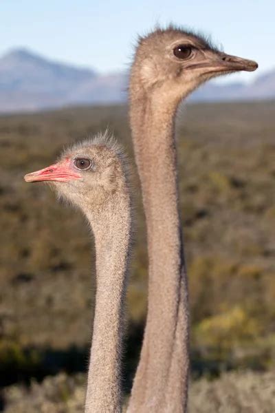 African Ostrich — Stock Photo © 2630ben 56611747