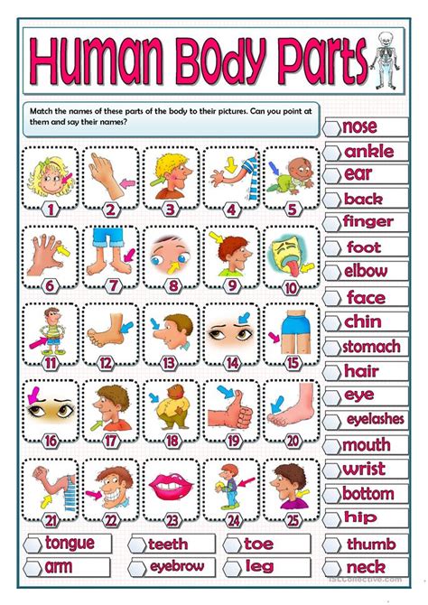 That might include a keyboard (or virtual. HUMAN BODY PARTS - MATCHING worksheet - Free ESL printable ...