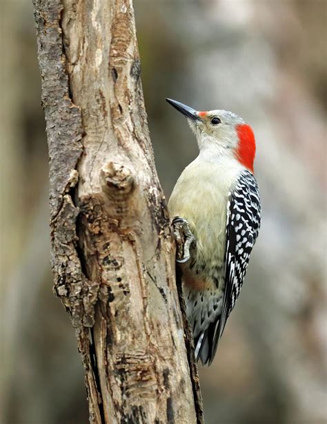 Red Bellied Woodpecker 104 Indiana Photograph By Steve Gass