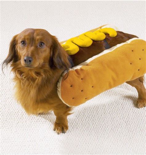 Im One Hot Dog Hot Dog Halloween Costume Chien Halloween Hotdog
