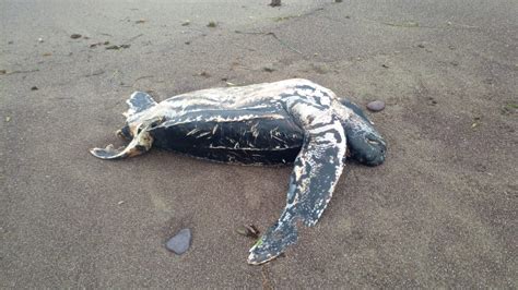 Leatherback Sea Turtle Eating Plastic Bags