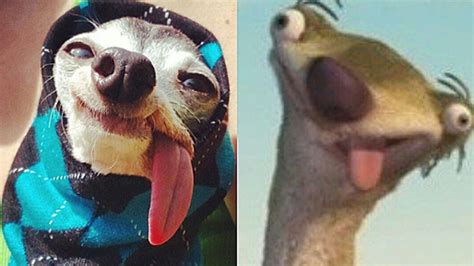 Witzig Hund Sieht Aus Wie Sid Aus Ice Age Tiere