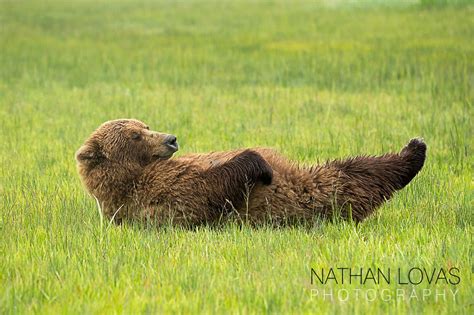Brown Bear Lying On Back 0742 Lovas Nathan Lovas Photography