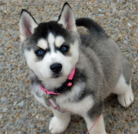 Siberian husky puppies for sale - Dogs & Puppies - Oklahoma - Free