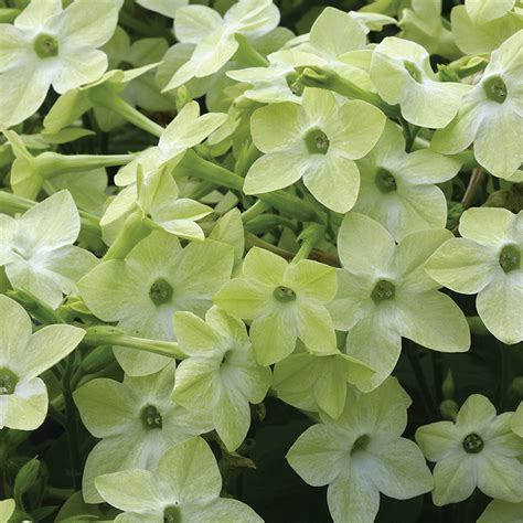 The best results are achieved in a fertile, well drained soil in full sun. Nicotiana Cuba Deep Lime F1 plants from Mr Fothergills ...