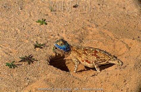 Minden Pictures Blue Headed Ground Lizard Agama Agama