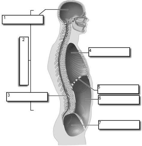 Human Body Cavities Diagram Quizlet