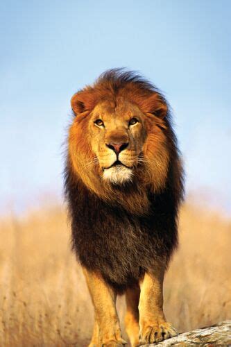 Lion | Animal Wildlife