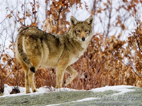 Dpl News And Views Becoming Wild Eastern Coyote In New England Dec