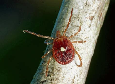 Lyme Disease Spread Not Due To Lone Star Ticks Researchers Outbreak