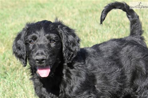 They are house trained and obedience trained. Goldendoodle puppy for sale near Northeast SD, South ...