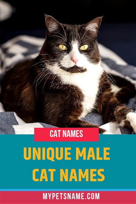 Giving Your Fur Ball A Unique Name Might Seem Like A Lot Of Pressure