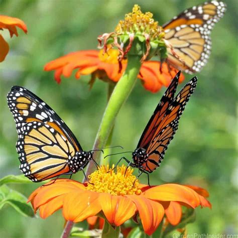 40 Beautiful Plants That Attract Monarch Butterflies To Your Garden