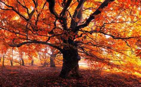 Landscape Nature Trees Forest Leaves Mist Morning Fall Orange
