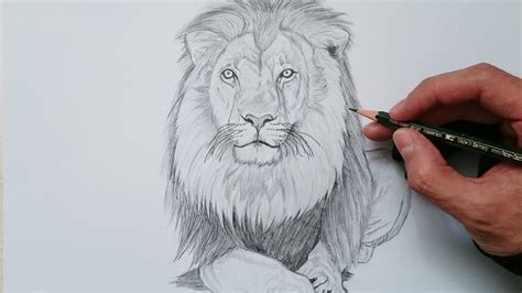 Puente alto, quinta normal, la. Cómo dibujar un león realista paso a paso | Dibujos a lapiz