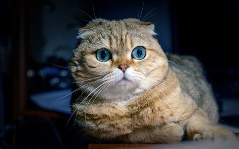 Scottish Fold Cat High Resolution 2880x1800 Download Hd Wallpaper