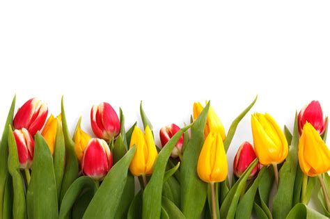 Wallpaper Colorful Flowers Nature Plants Tulips Yellow Spring