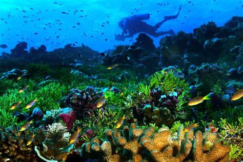 Hawaiian Islands Reef Fish Declining La Unleashed