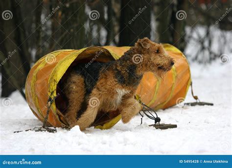 De Terriër Van De Airedale Op Behendigheid Stock Foto Image Of Hond