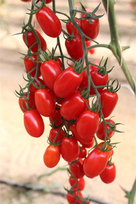 Plum Tomato Seeds International Meridiem Seeds