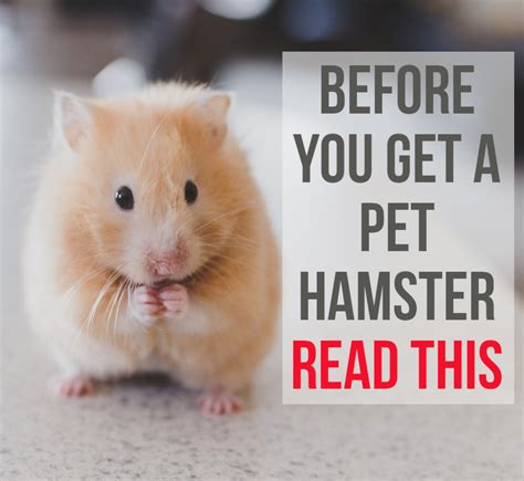 5 Reasons Not To Get A Pet Hamster Pethelpful