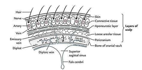 Scalp The Scalp Refers To The Layers Of Skin And Subc