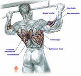 Strengthening Muscles For Pull Ups Images