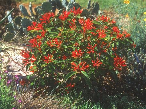 Firebush Scarlet Bush Ground Cover Plants Evergreen Shrubs Herb
